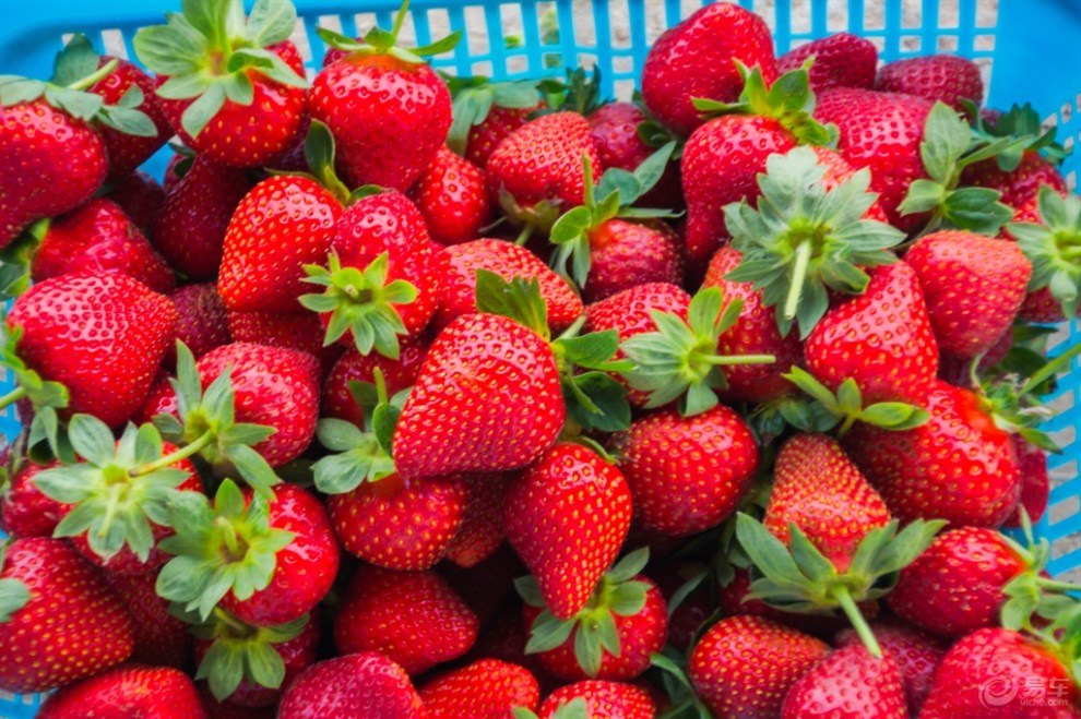 【新疆车行天下车友协会】草莓采摘休闲游