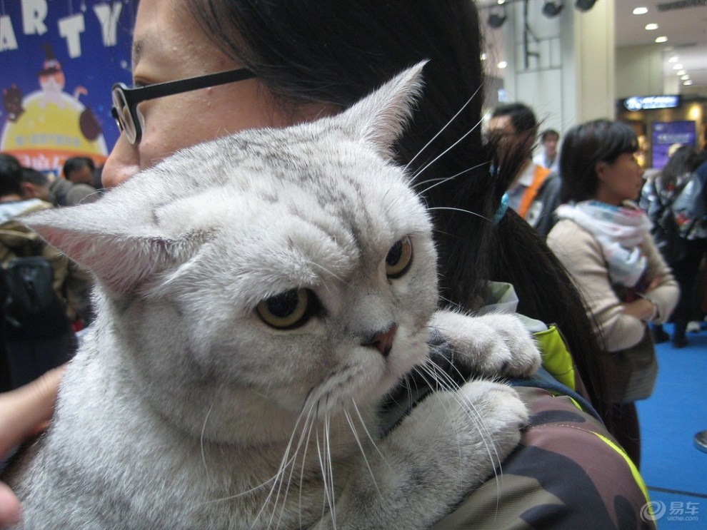 趴在主人肩头的猫咪.
