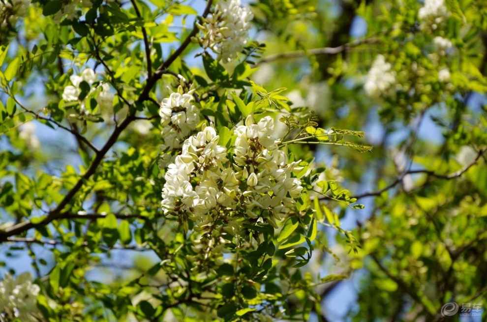 白槐花随拍