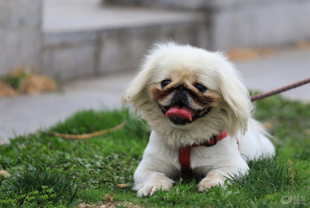 嘻嘻哈哈的胖胖