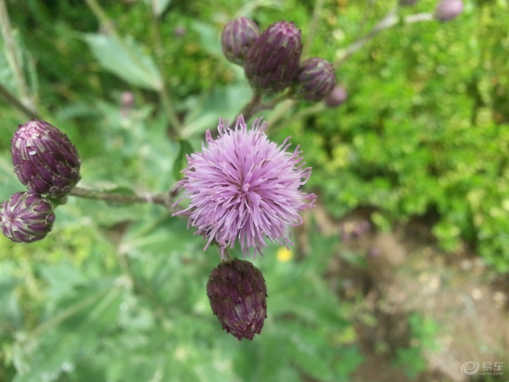 【精华大比拼】又见马刺花