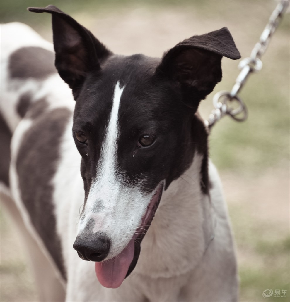 奔跑冠军-格力犬