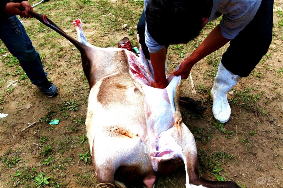 【评头论足】宰羊教学帖