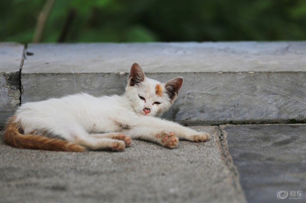 淡定的小花猫