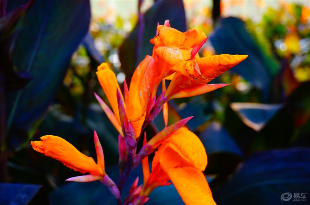 【精华贴争霸赛】橙色美人蕉(7月第1期)首发