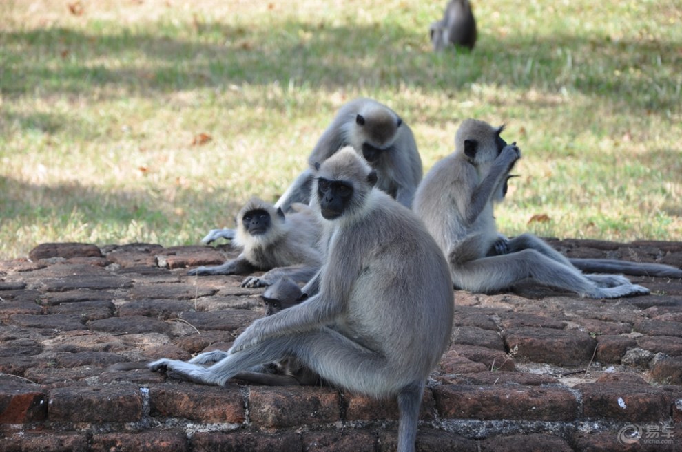 斯里兰卡的狮子岩