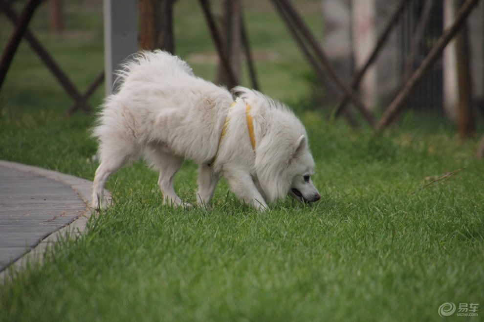 【夏日暖寵秀】雪白的狐狸犬