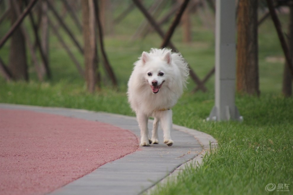 【夏日暖寵秀】雪白的狐狸犬