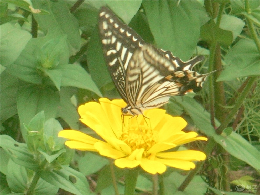 【智勇游记】黛眉美景-------云顶花园