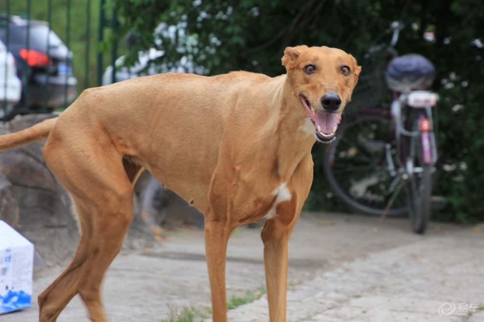 格力犬