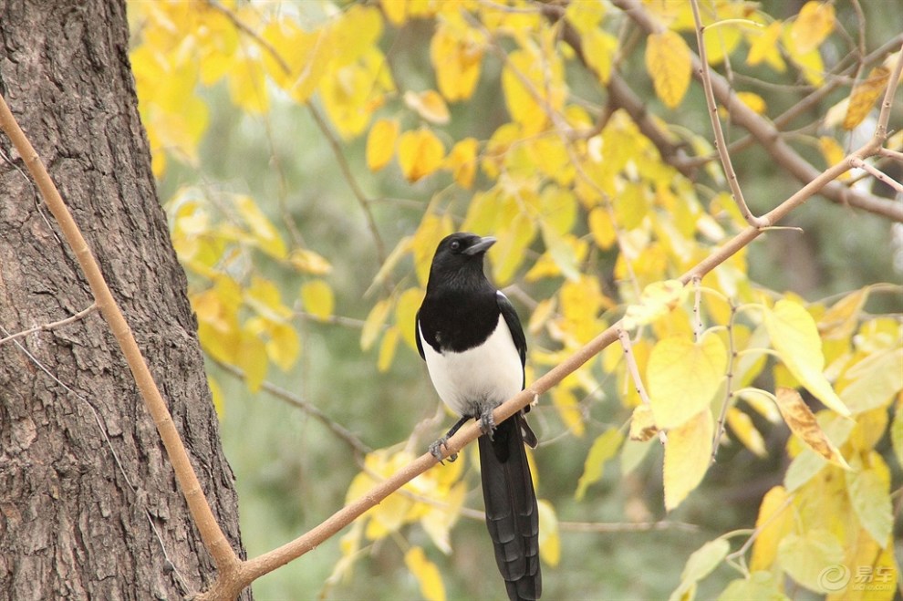 【【欢乐萌宠第二季】喜鹊登枝报新春】_宠物当家社区图片集锦_汽车