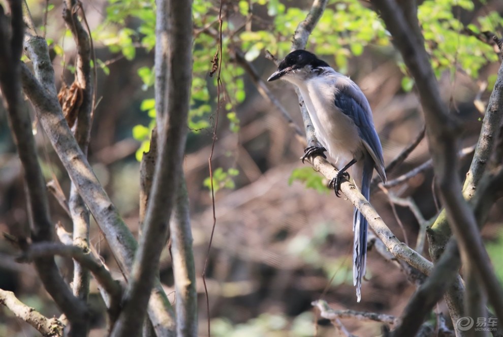 【【欢乐萌宠第二季】暖阳灰喜鹊】_宠物当家社区图片集锦_汽车论坛