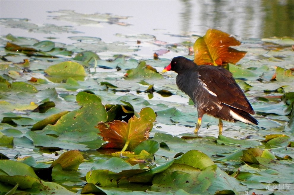 紅冠黑水雞