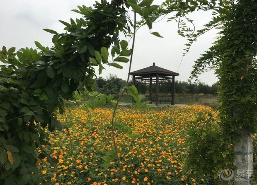 【眾泰小三】相約馬場山的格桑花海