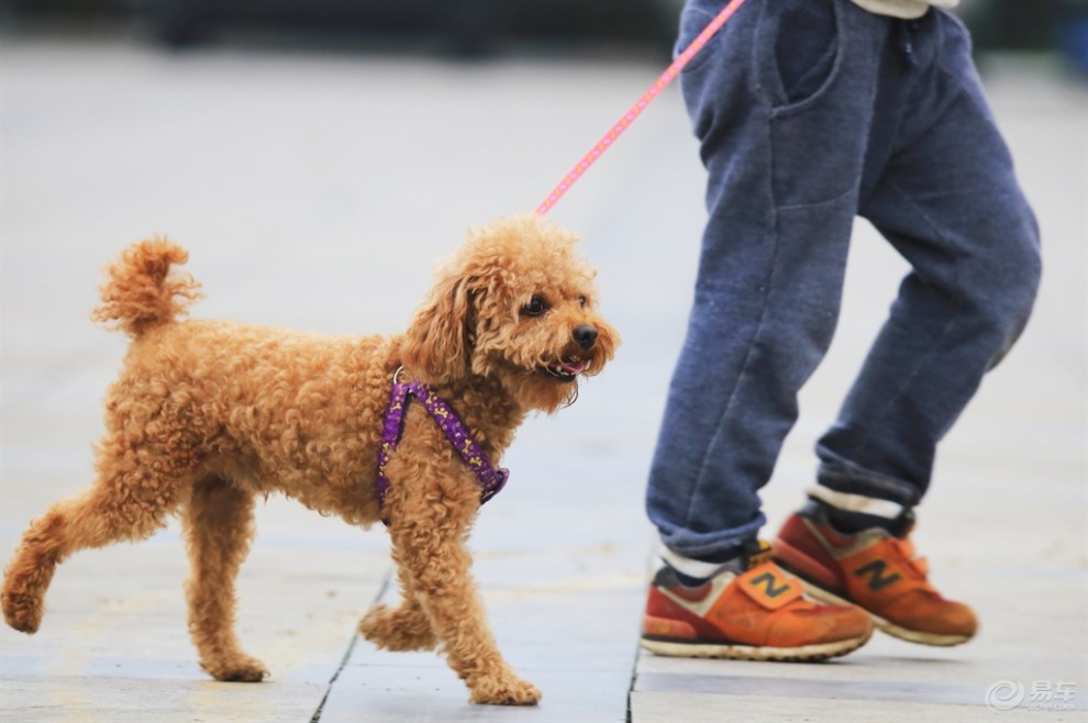 被拽着跑的泰迪