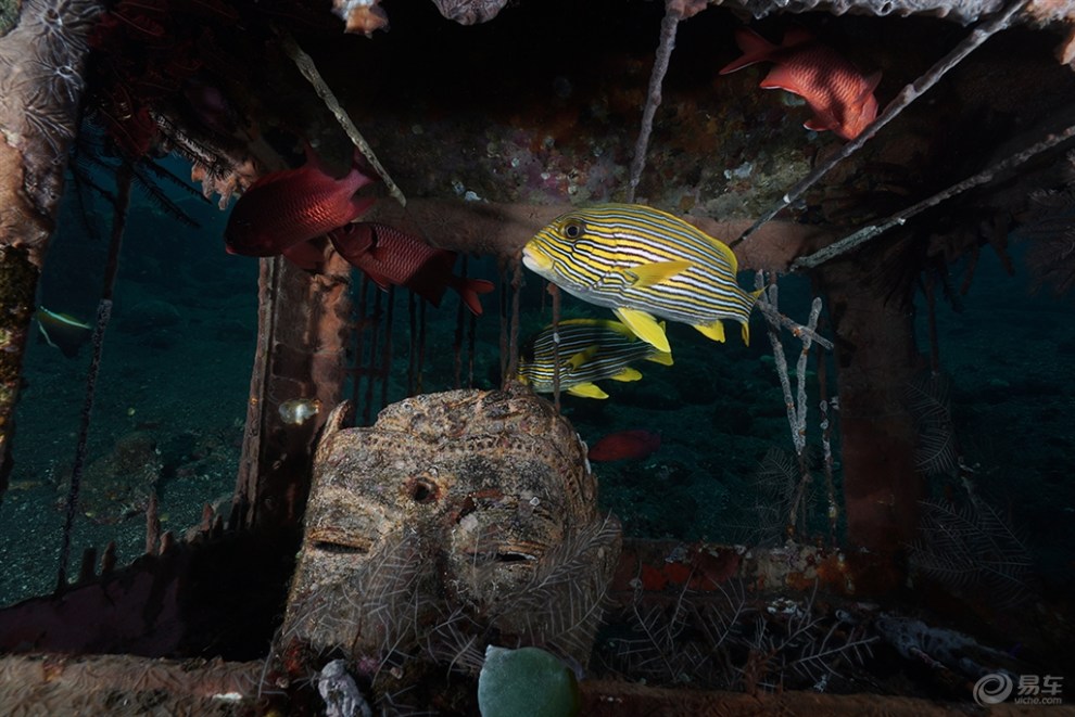 新奇的水下动物