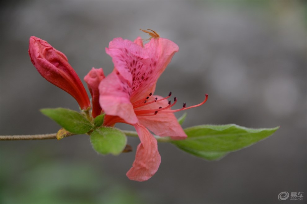 春游木札岭,赏漫山杜鹃