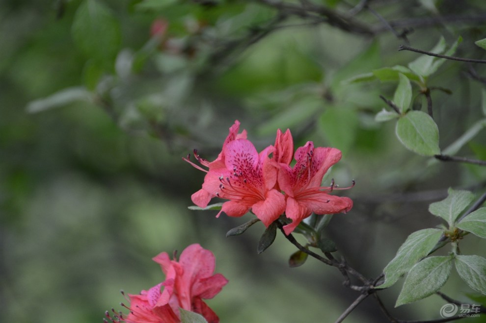 春游木札岭,赏漫山杜鹃