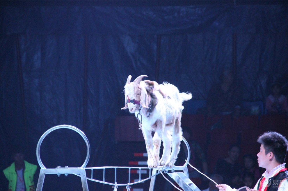 马戏(山羊表演)