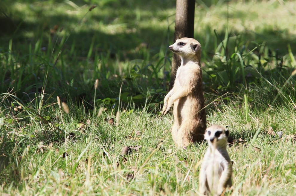 【欢乐萌宠第二季】哨兵细尾獴