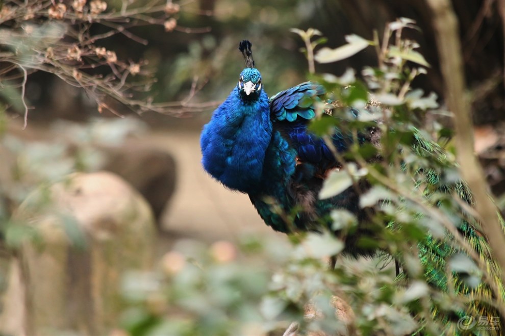 【欢乐萌宠第二季】林中蓝孔雀