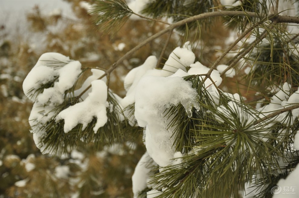 飛雪迎春到——記春雪後的南湖