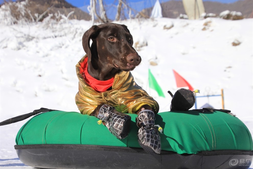 坐在轮胎里的狗狗