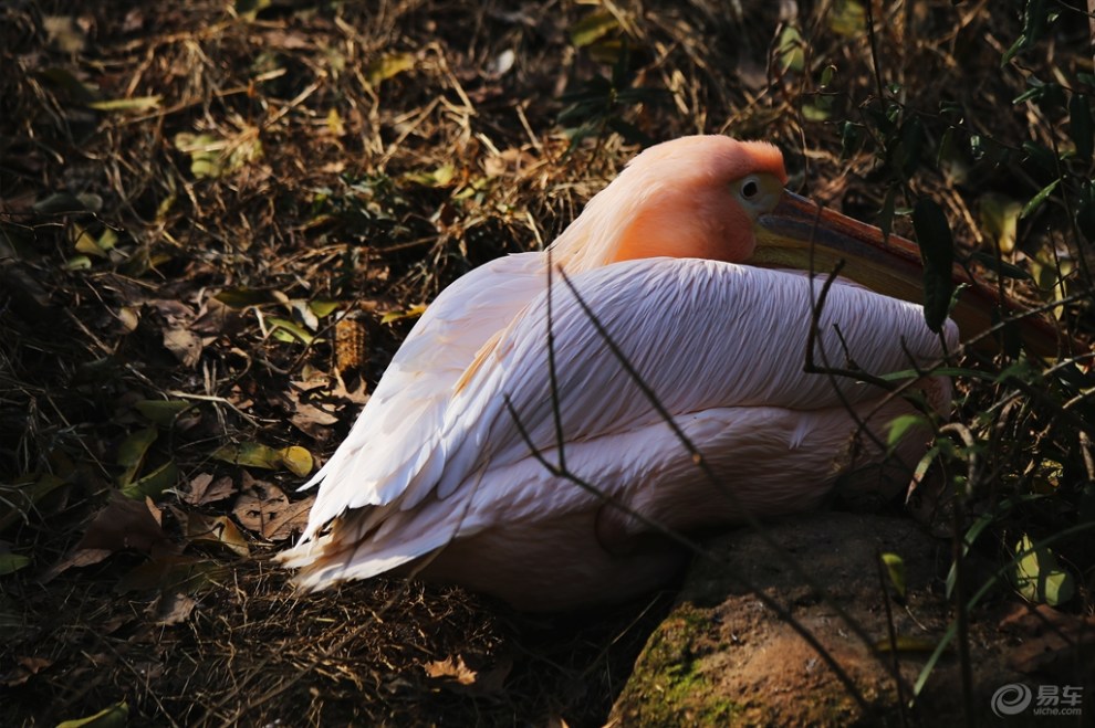 晒太阳的红鹈鹕