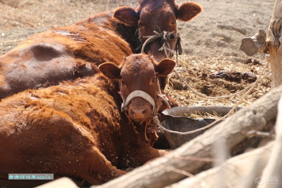 【黄牛】_宠物当家社区图片集锦_汽车论坛-易车网
