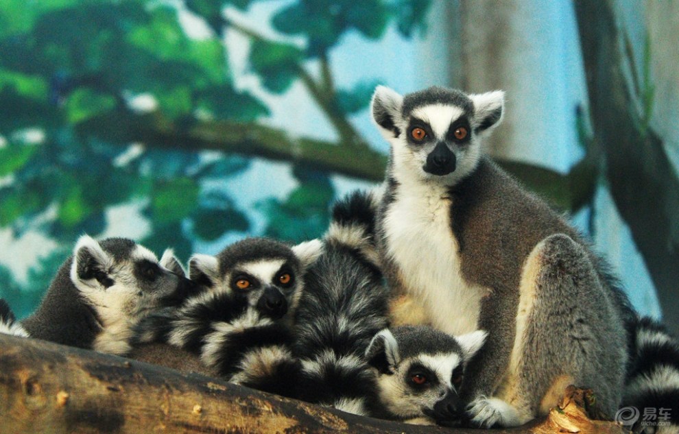 【【欢乐萌宠第二季】《环尾狐猴的幸福生活》】_宠物当家社区图片