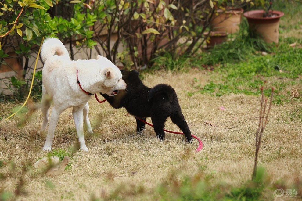 【欢乐萌宠第三季】撒欢的兄弟俩