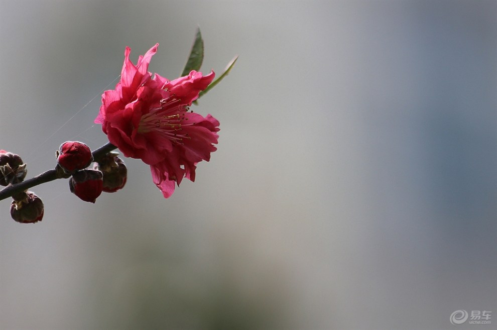 【寻找春的气息】春光里的绛桃花