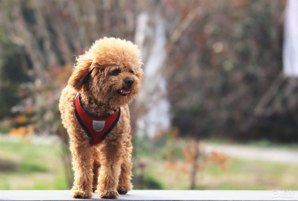 【欢乐萌宠第三季】泰迪毛毛球