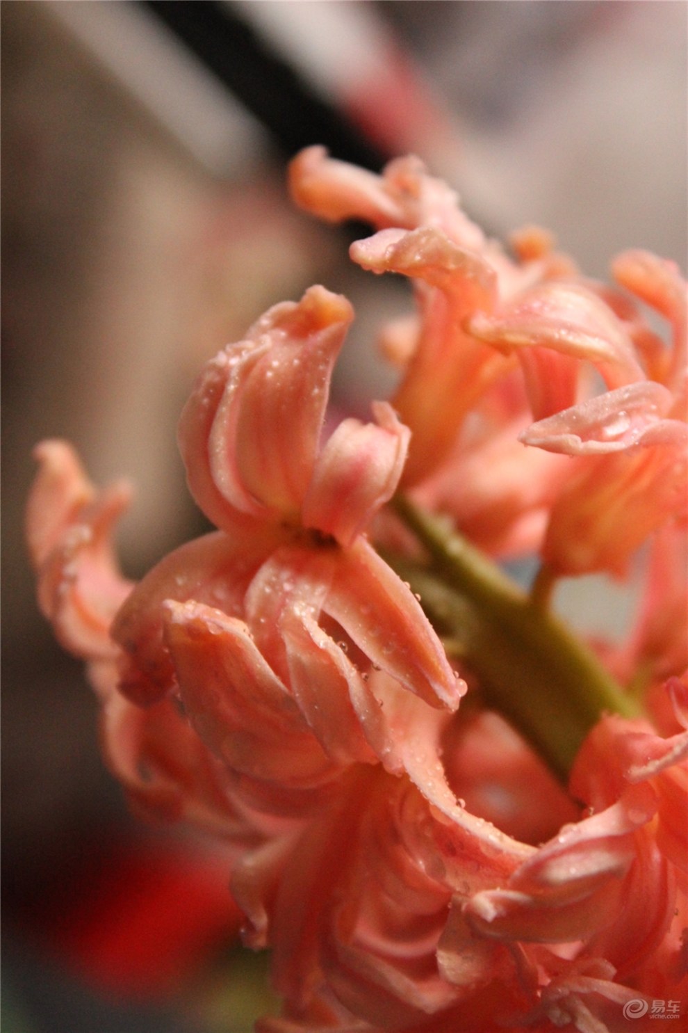 【【身边的故事】风信子开花了】_奇瑞qq社区图片集锦_汽车论坛-易车