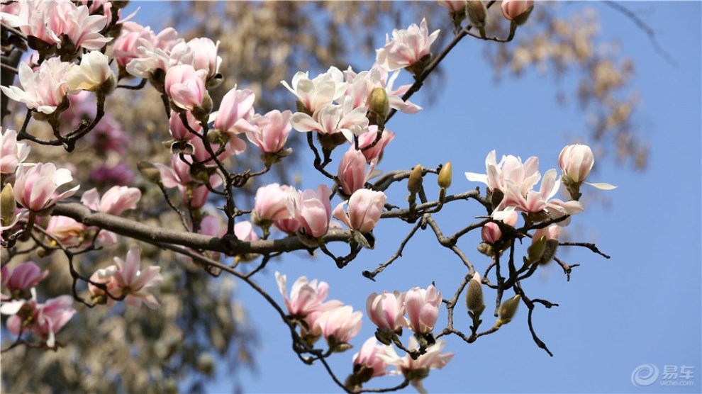 【春暖吉车行】四百岁古旱莲花开满树