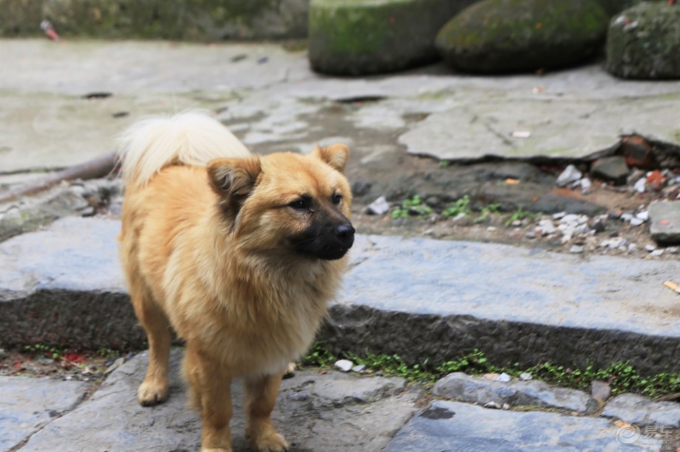 【桂林山水之旅】古镇闲逛的狗狗