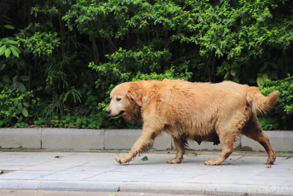 【桂林山水之旅】大圩镇口的狗妈妈
