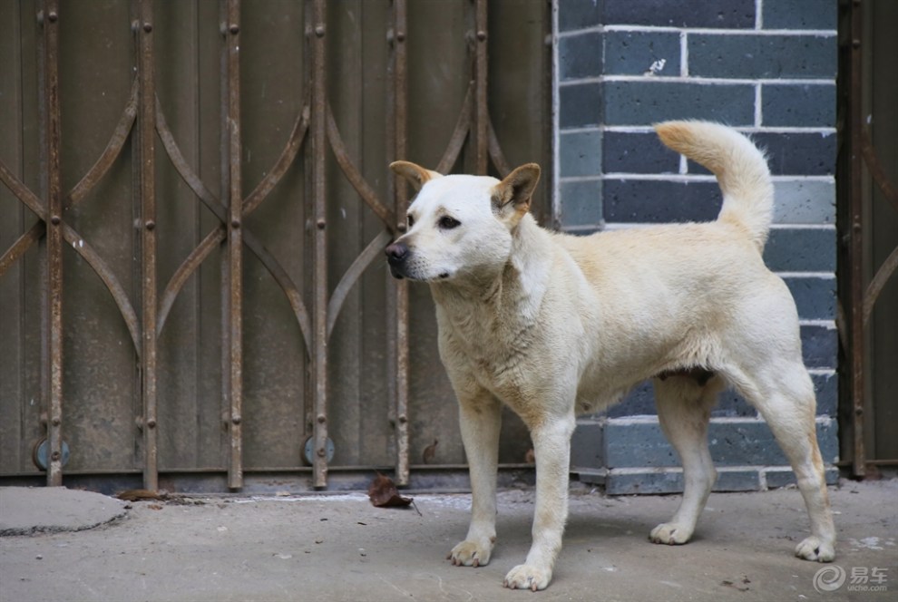 【桂林山水之旅】古镇里赶路的狗狗