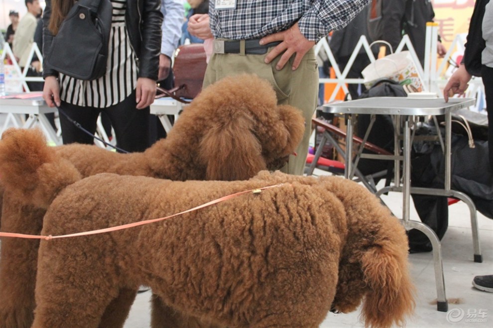 巨型貴賓犬