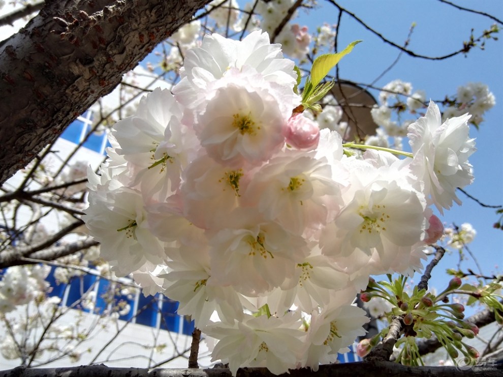 粉樱花 白樱花