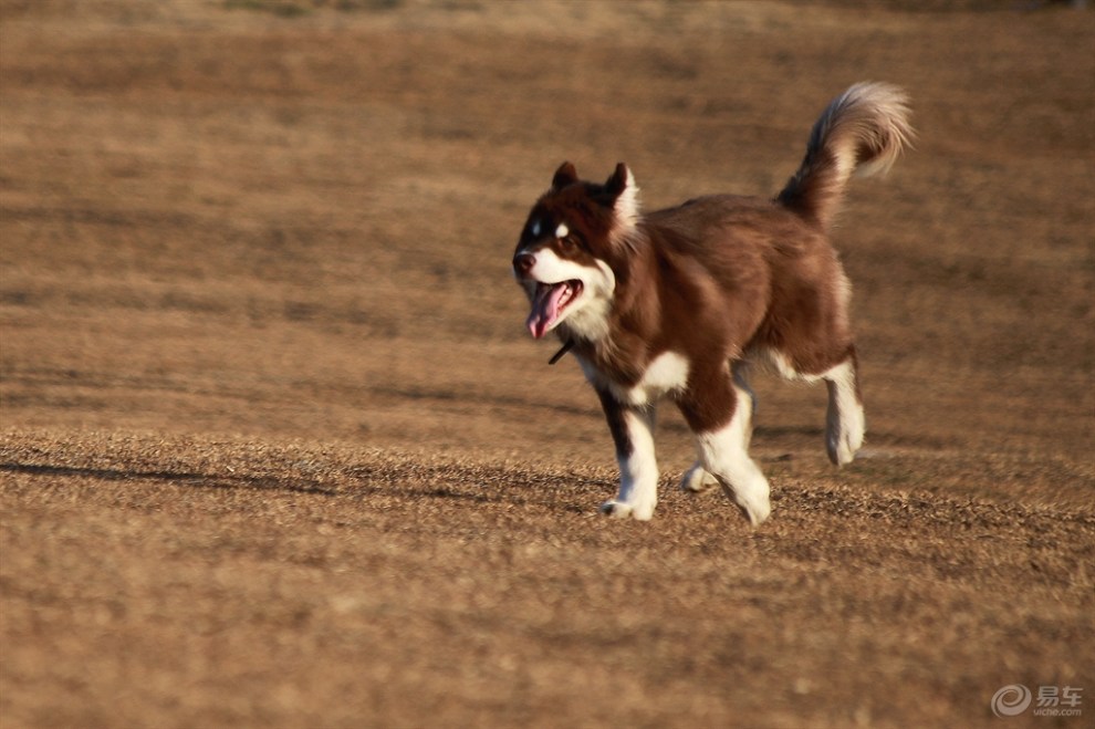 奔跑吧阿拉斯加