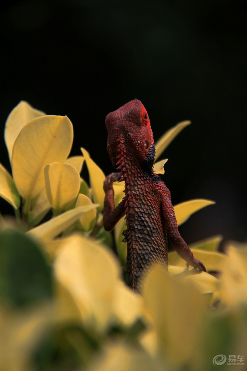 海南三亚《兴隆热带森林公园-蜥蜴》