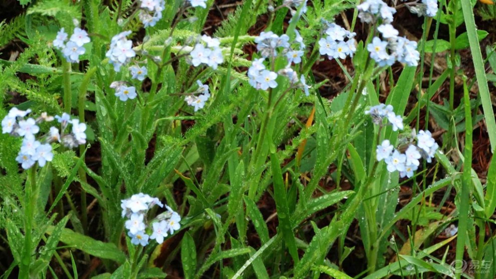 【游记】塞罕坝七星湖假鼠妇草湿地公园