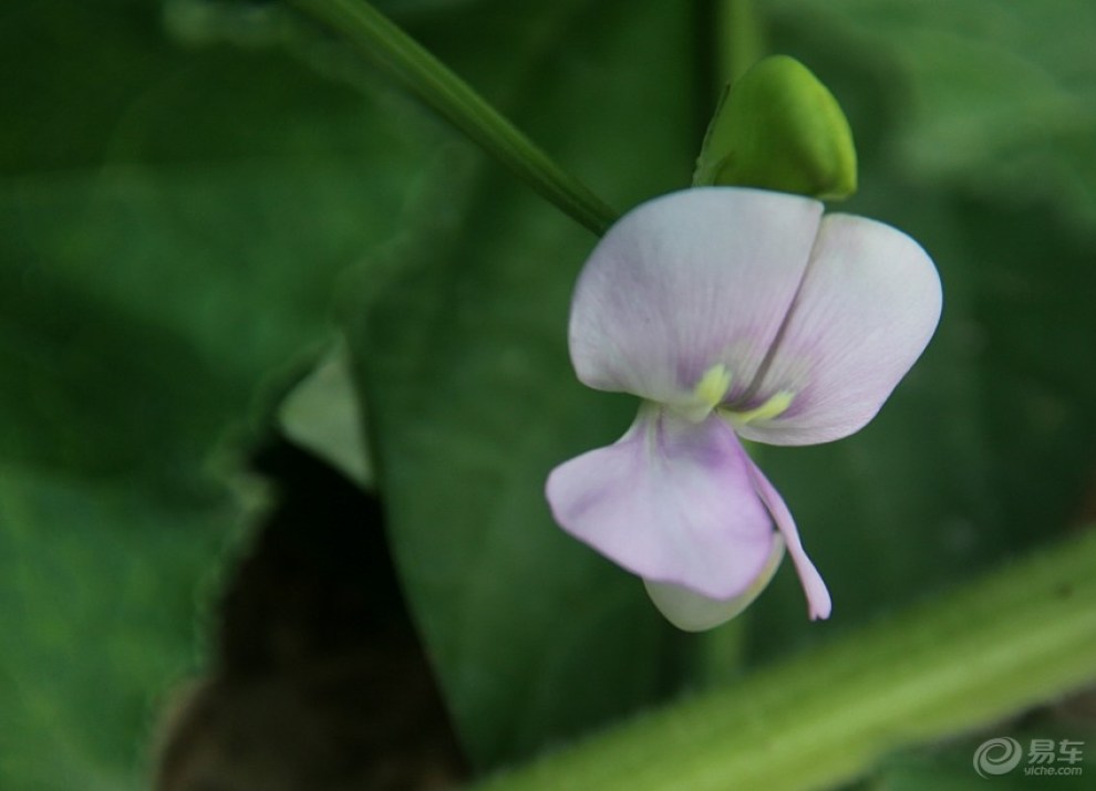 长豇豆花