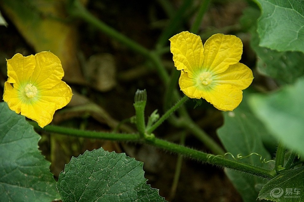 黄花系列——哈密瓜花
