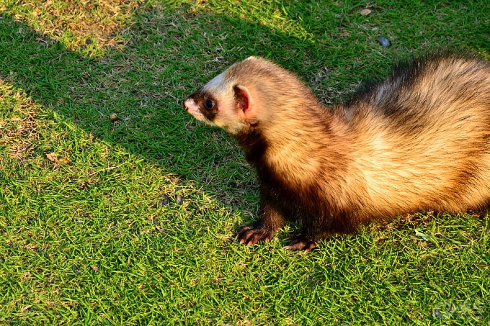 【欢乐萌宠第五季】【cd】寻找清凉的萌貂——花貂也找到了清凉