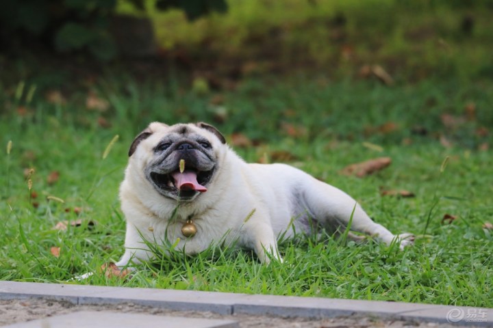 【欢乐萌宠第五季】草地纳凉的巴哥