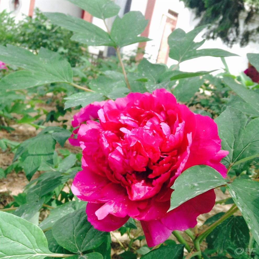 延安万花山牡丹