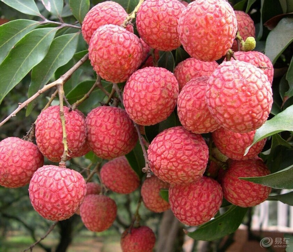 【麻垌荔枝】_广西社区图片集锦_汽车论坛-易车网