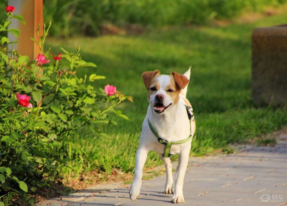 【欢乐萌宠第六季】黄白花的狗狗